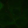 Thumbnail for dataset FigS1C_MovieS2_EB1