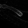 Thumbnail for dataset Fig1K_MT_PP2