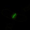 Thumbnail for dataset FigS8A_none