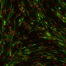 Thumbnail for dataset extended_Fig9c_bottomright