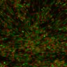 Thumbnail for dataset extended_Fig9c_topright