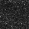 Thumbnail for dataset extended_Fig10a_bottom