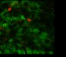 Thumbnail for dataset Fig3C_engulf