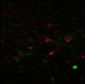 Thumbnail for dataset Fig4A_digest_3