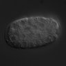Thumbnail for dataset RNAi_C05D11.3_040603_02
