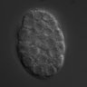 Thumbnail for dataset wt_N2_030131_01
