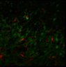 Thumbnail for dataset Fig4A_digest_10