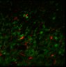 Thumbnail for dataset Fig4A_digest_11