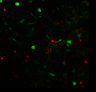 Thumbnail for dataset Fig5A_retruct_2