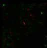 Thumbnail for dataset Fig5A_retruct_3
