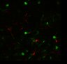 Thumbnail for dataset Fig5G_Video2_multi