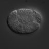 Thumbnail for dataset wt_N2_030131_02