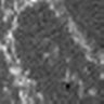 Thumbnail for dataset Fig1A_RamanTPMP