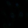 Thumbnail for dataset Fig3c_DNAunderwind_RNAPI