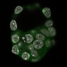Thumbnail for dataset Fig1a-g_E3.75_1