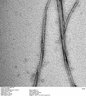 Thumbnail for dataset Fig2b_TEM_DLB