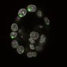 Thumbnail for dataset Fig1a-g_E4.0_3