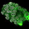 Thumbnail for dataset Fig1a-g_E4.25_1