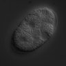 Thumbnail for dataset wt_N2_030203_01