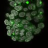 Thumbnail for dataset Fig1a-g_E4.25_4