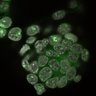 Thumbnail for dataset Fig1a-g_E4.25_5