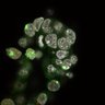 Thumbnail for dataset Fig1a-g_E4.50_1