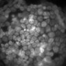 Thumbnail for dataset Figure2A_20211003_EpacSensor_2-1_2-0_FSKandIBMX