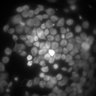 Thumbnail for dataset Figure2A_20211003_EpacSensor_2-7_2-6_FSKandIBMX
