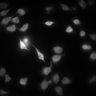 Thumbnail for dataset Figure2A_20211021_EpacSensor_FSKandIBMX_3rd_Dish6