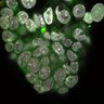 Thumbnail for dataset Fig1a-g_E4.75_2