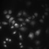 Thumbnail for dataset Figure2C_20211008_DORA_KTR_EGF_06-05