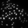 Thumbnail for dataset Figure2C_20211008_DORA_KTR_EGF_08-07