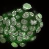 Thumbnail for dataset Fig1a-g_E4.75_3
