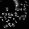 Thumbnail for dataset Figure2C_20211008_EGF_02