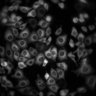 Thumbnail for dataset Figure2C_20211008_EGF_03