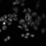Thumbnail for dataset Figure2C_20211008_EGF_05