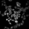 Thumbnail for dataset Figure2C_20211008_EGF_10