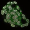 Thumbnail for dataset Fig1a-g_E4.75_4
