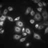 Thumbnail for dataset Figure2C_20211021_DORA_KTR_EGF_1st_Dish2