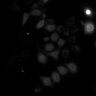 Thumbnail for dataset Figure4B_20191130_HTR2B_2_control
