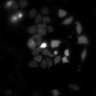 Thumbnail for dataset Figure4B_20191130_HTR2C_2_control