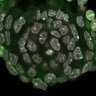 Thumbnail for dataset Fig1a-g_E5.0_1
