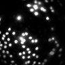 Thumbnail for dataset Figure5A_20191127_HTR1A_1_control