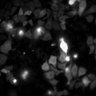 Thumbnail for dataset Figure5A_20191127_HTR1B_2_control