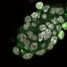 Thumbnail for dataset Fig1a-g_E5.0_2