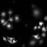 Thumbnail for dataset Figure5A_20191204_HTR5_2_HTR5