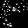 Thumbnail for dataset Figure6A_20191130_HTR4_1_control