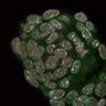 Thumbnail for dataset Fig1a-g_E5.0_4
