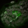 Thumbnail for dataset Fig1a-g_E5.25_1