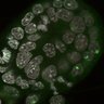 Thumbnail for dataset Fig1a-g_E5.25_2